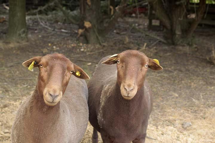 Tente Trappeur Ada, Au Jardin De La Vouivre Saint-Vincent-en-Bresse Esterno foto